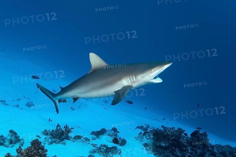 Grey reef shark (Carcharhinus amblyrhynchos)