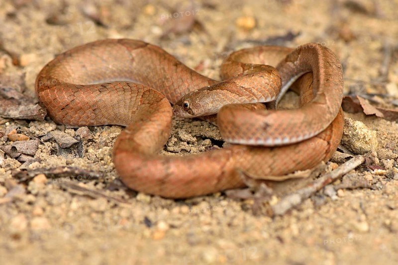 In 2017 discovered subspecies of the kukri snake (Oligodon culaochamensis)
