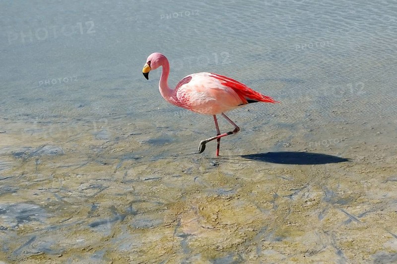 James's flamingo (Phoenicoparrus jamesi)