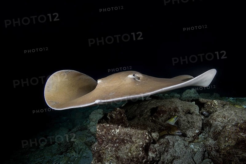 Pink whipray (Himantura fai) swims over reef in the night
