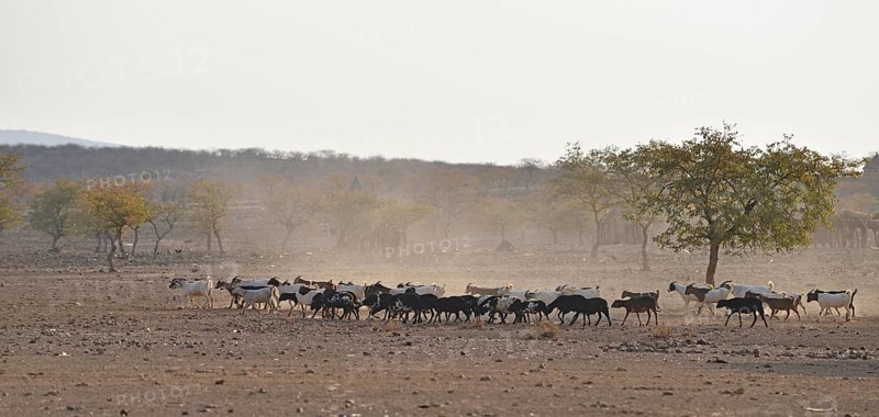 Herd of goats in dry savannah