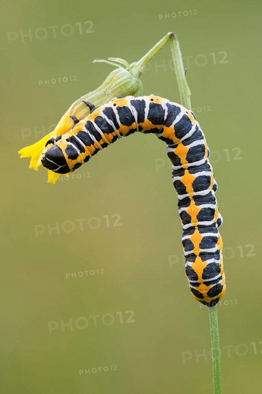 Lattich-Monch or Lettuce shark (Cucullia lactucae)