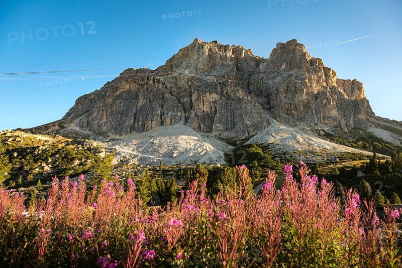 Lagazuoi with flowers