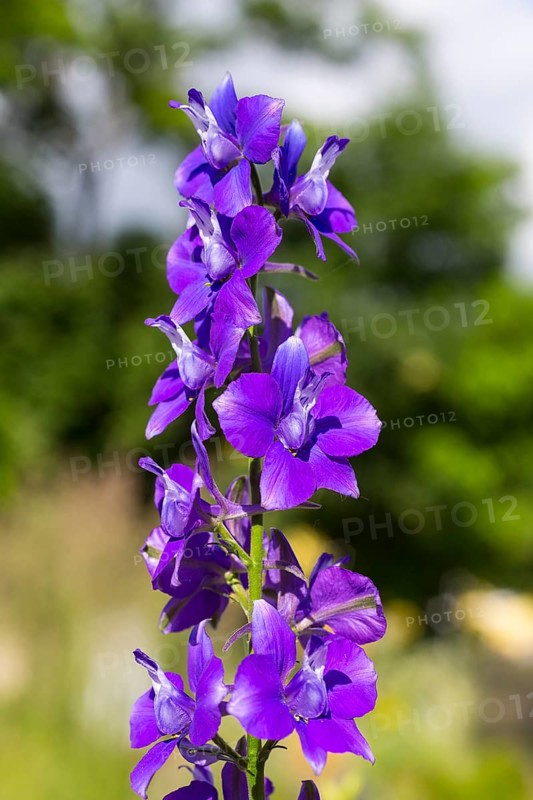 Larkspur (Consolida)