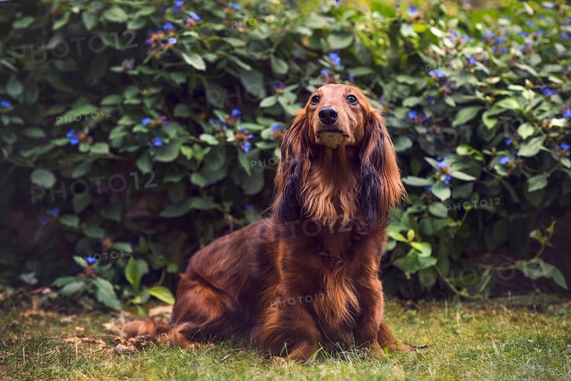 Long-haired dachshund (Canis lupus familiaris) sitting in front of bushes