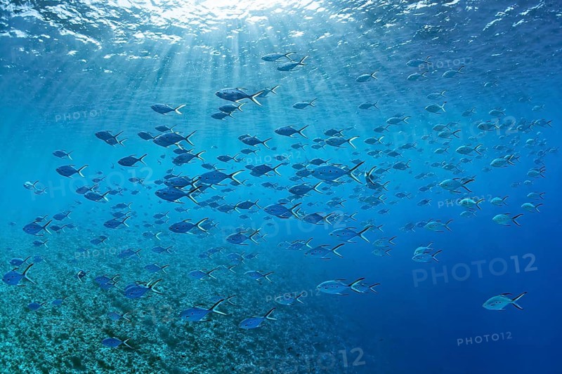 Swarm Smallspotted Darts (Trachinotus baillonii) floats throug sunrays under the water surface