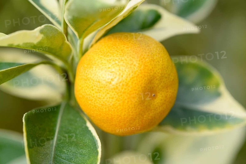 Limequat (Fortunella margarita variegata)