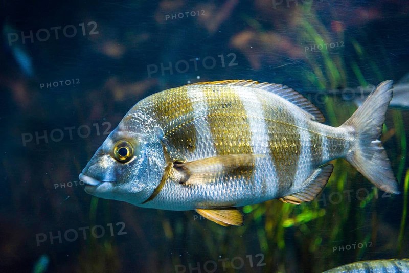 Zebra seabream (Diplodus cervinus) in an aquarium