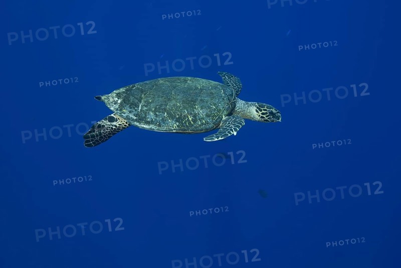 Hawksbill sea turtle (Eretmochelys imbricata) swims near coral reef in the blue water