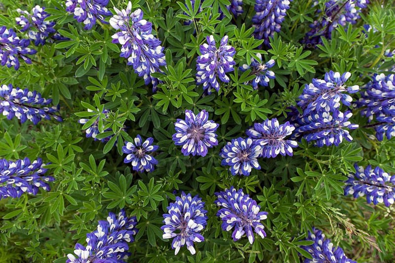 Blue Nootka lupins (Lupinus nootkatensis)