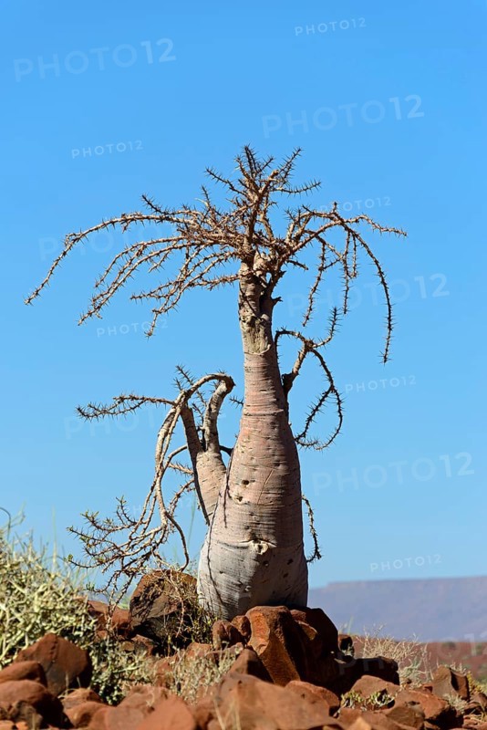 Bottle tree (Pachypodium lealii) in the desert