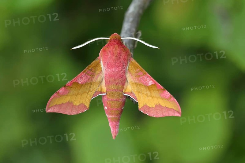 Small elephant hawk-moth (Deilephila porcellus) sits on a branch