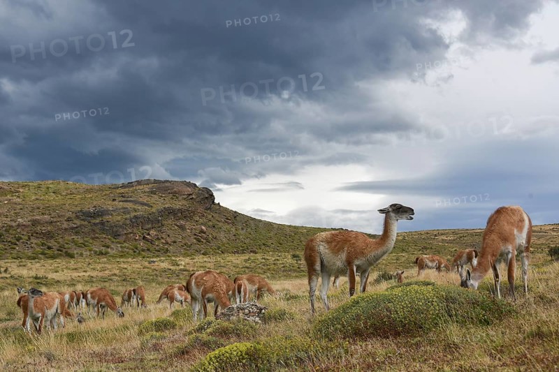 Guanacos (Lama guanicoe) after rain