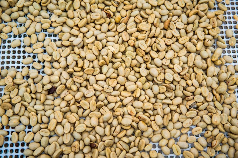 Coffee beans left to dry