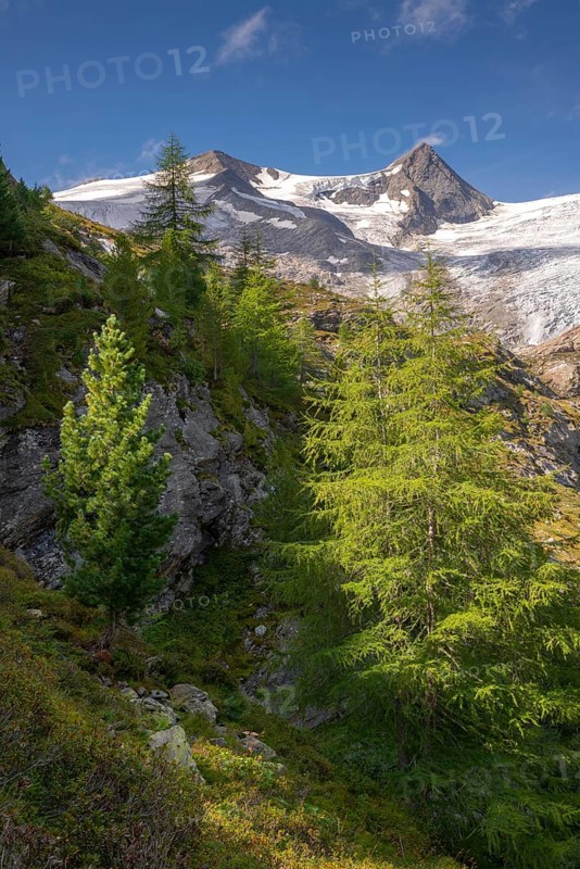 European larches (Larix decidua) and Swiss pines (Pinus cembra) at the tree line