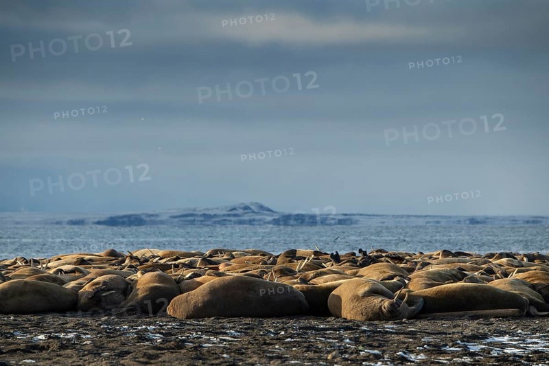 Walruses (Odobenus rosmarus)