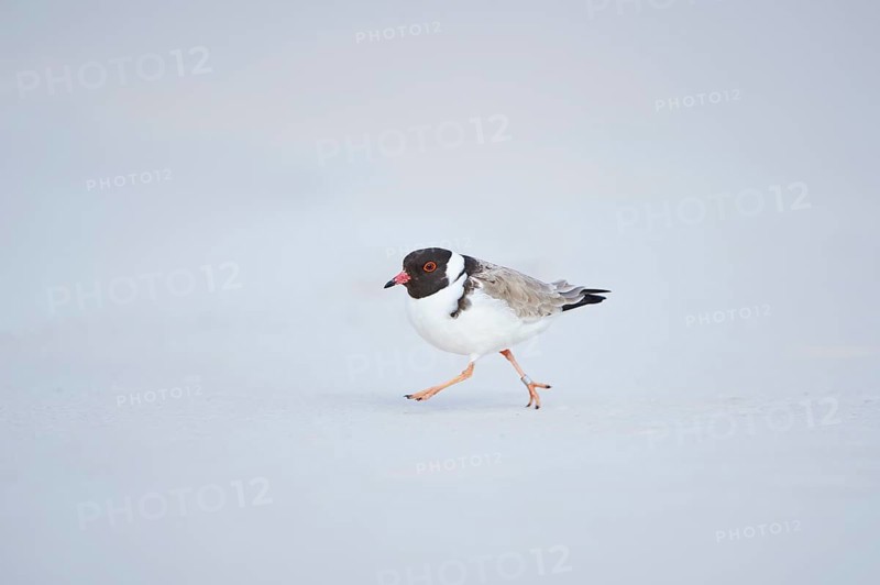 Hooded dotterel (Thinornis cucullatus) running on beach