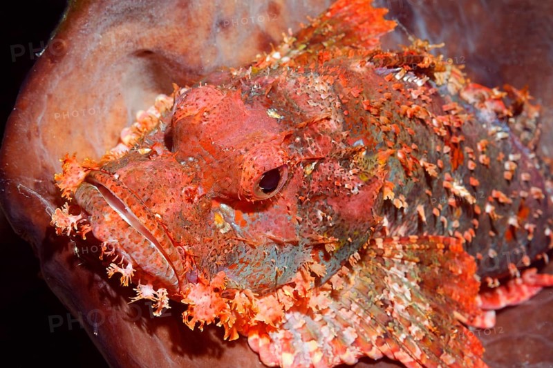 Great Bearded scorpionfish (Scorpaenopsis barbata)
