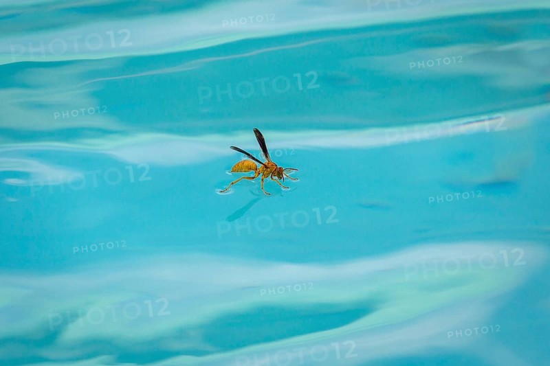 Red wasp (Polistes carolina) stands on water surface and drinks