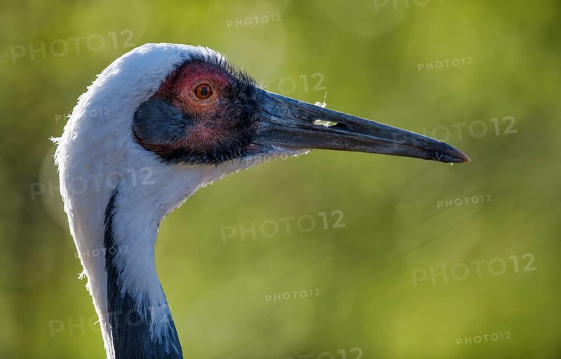 White-naped crane (Grus vipio) portrait