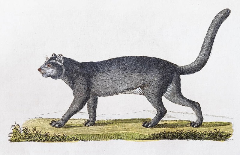 Jaguarundi (Felis Yaguarundi Lacep)