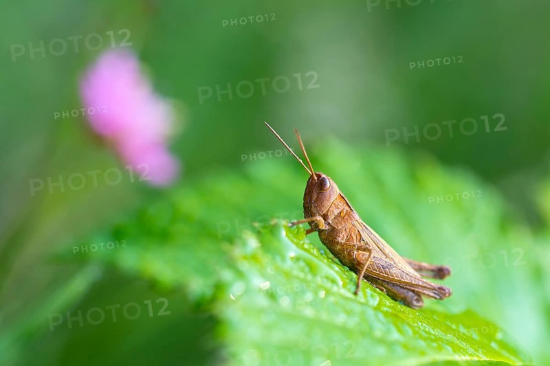 Grasshopper (Chorthippus dorsatus)