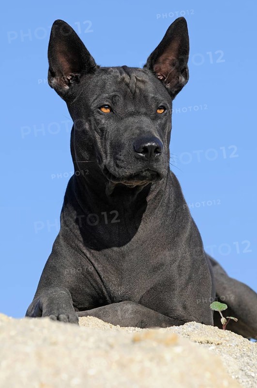 Thai Ridgeback