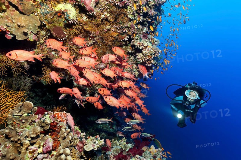 Diver observes swarm of Pinecone soldierfishes (Myripristis murdjan) on coral reef