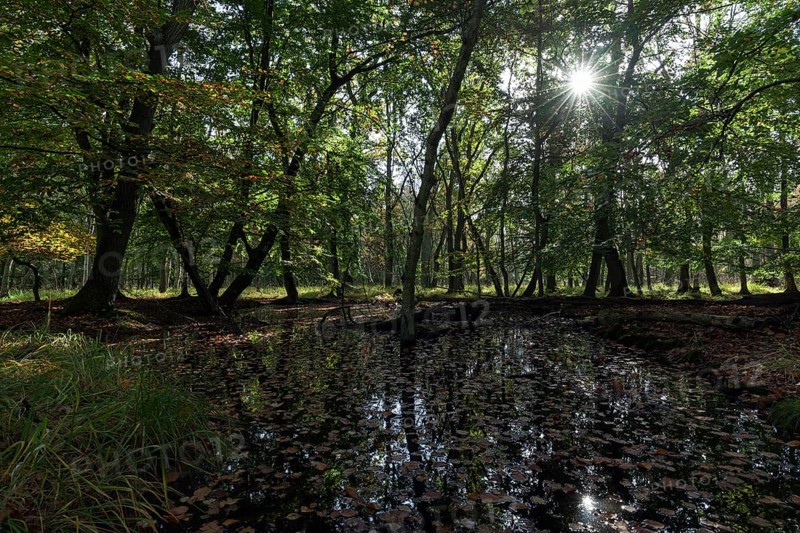 Moorland Landscape in Osterwald Forest