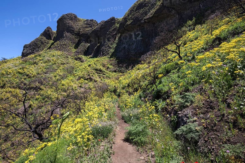Path through blooming vegetation
