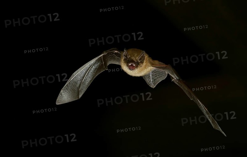 Geoffroy's bat (Myotis emarginatus) in flight at night