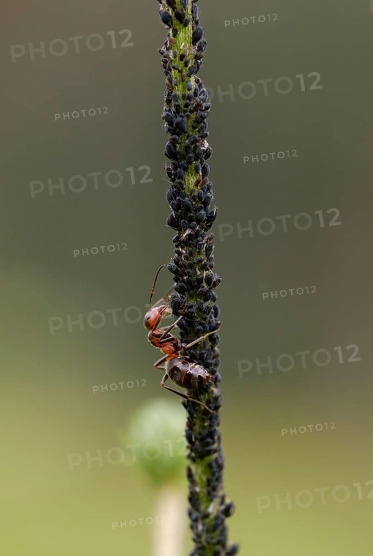 Red Wood Ant (Formica rufa) milks aphids
