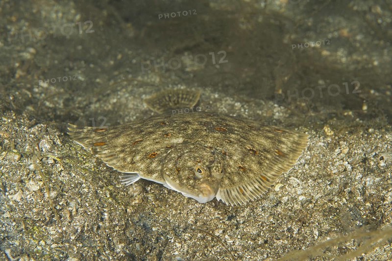 European plaice (Pleuronectes platessa) on sand