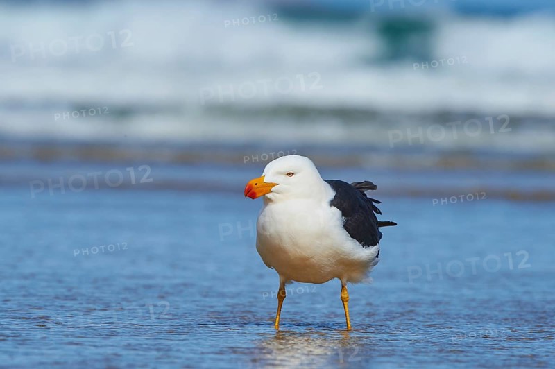 Pacific Gull (Larus pacificus) standing in water