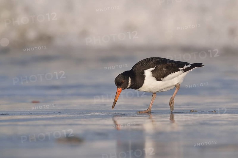 Eurasian oystercatcher (Haematopus ostralegus) at the rinsing seam in search of food