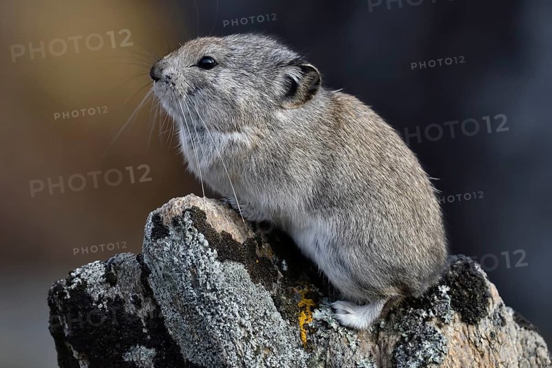 Collared pika (Ochotona collaris)