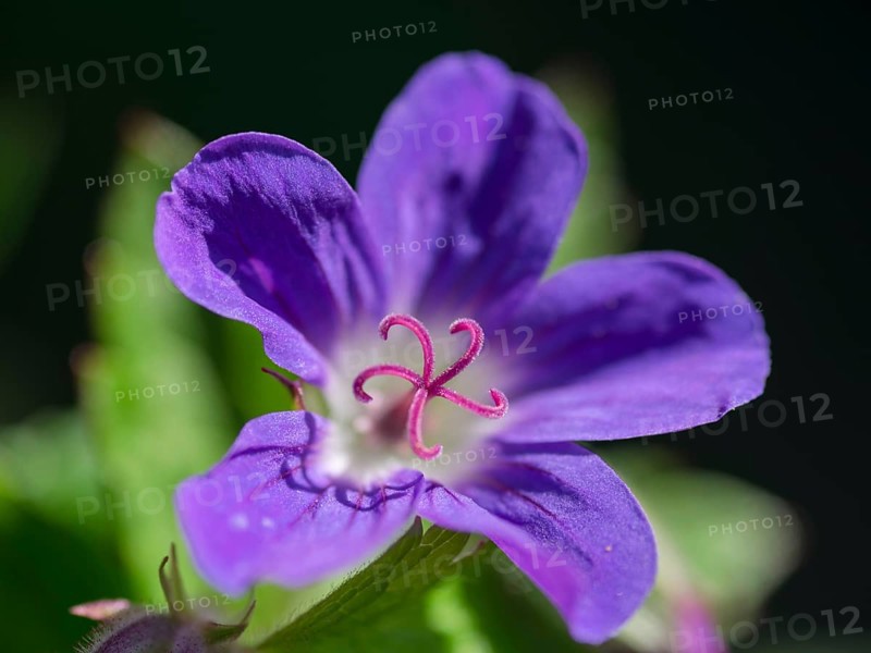 Wood cranesbill (Geranium sylvaticum)