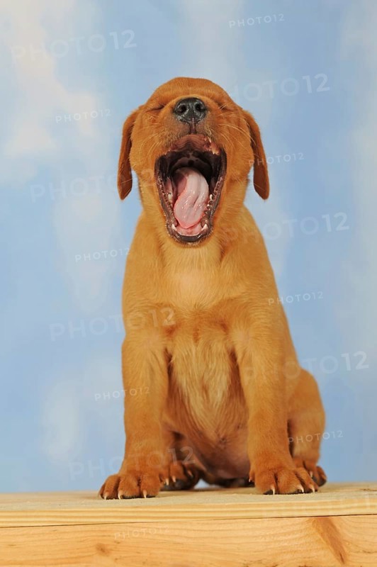Labrador Retriever