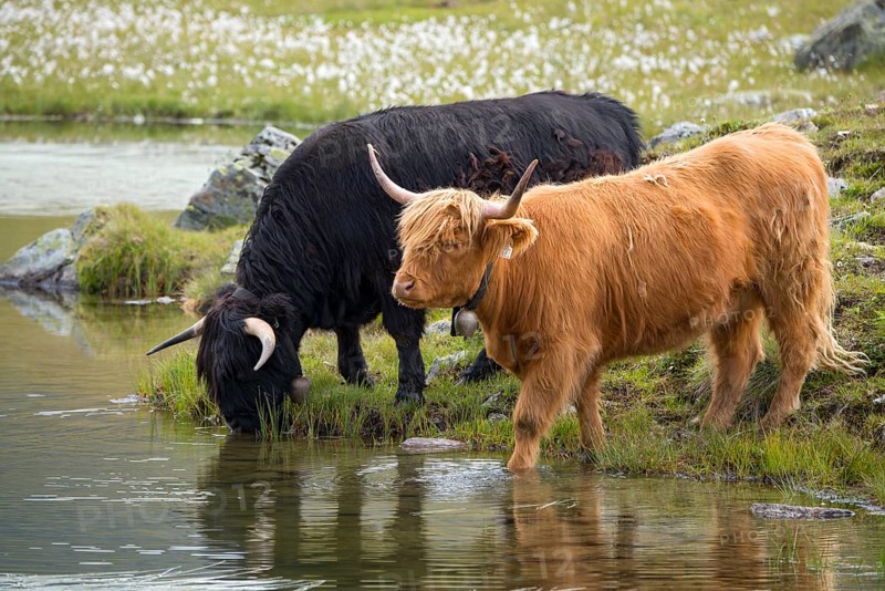 Scottish Highland cattle on the alpine pasture