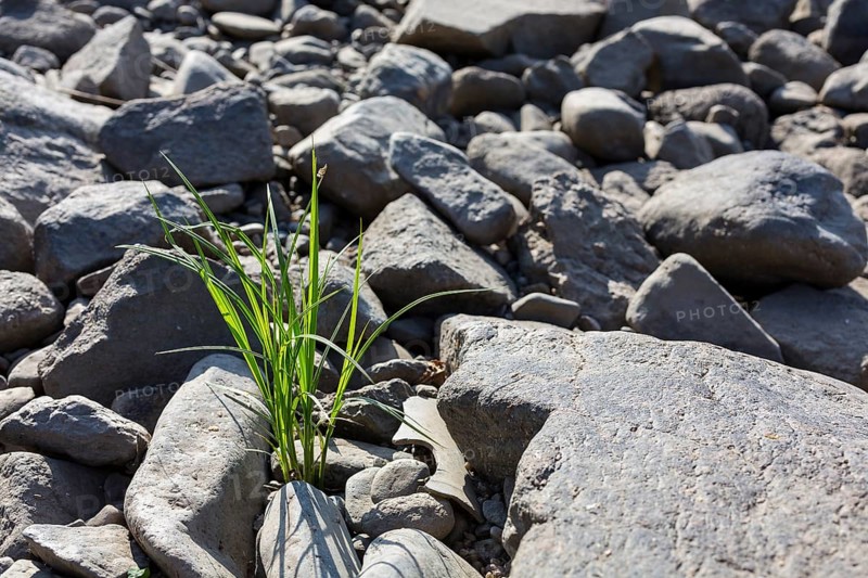 Single tuft grass between stones