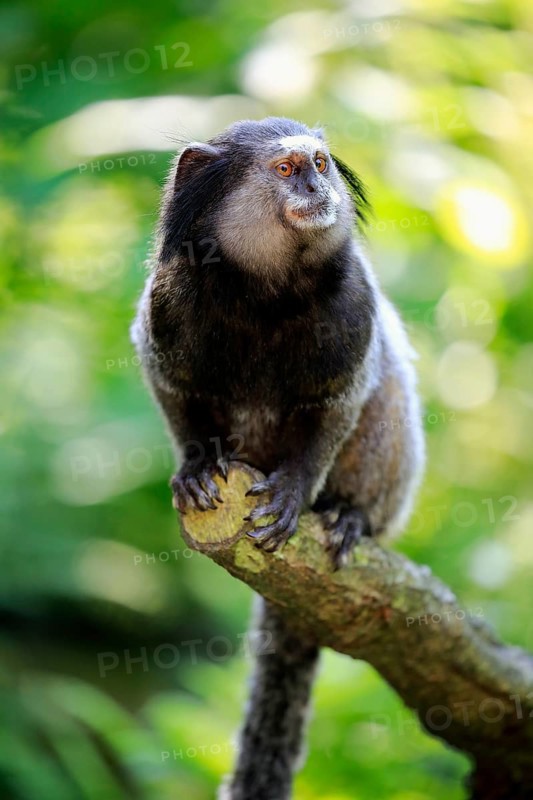 Wied's marmoset (Callithrix kuhlii)