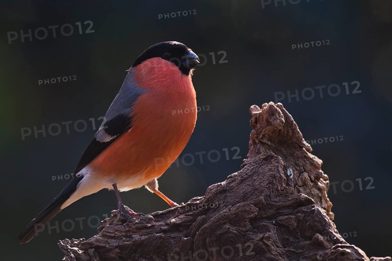 Eurasian bullfinch (Pyrrhula pyrrhula)