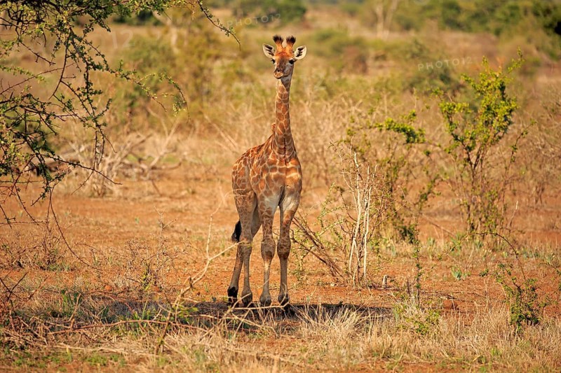 South African giraffe (Giraffa camelopardalis giraffa)