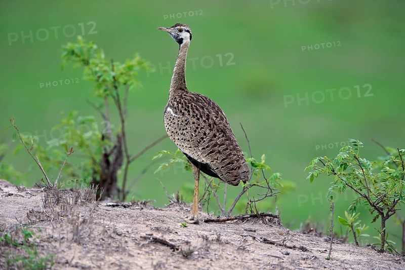 Black-bellied bustard (Lissotis melanogaster)