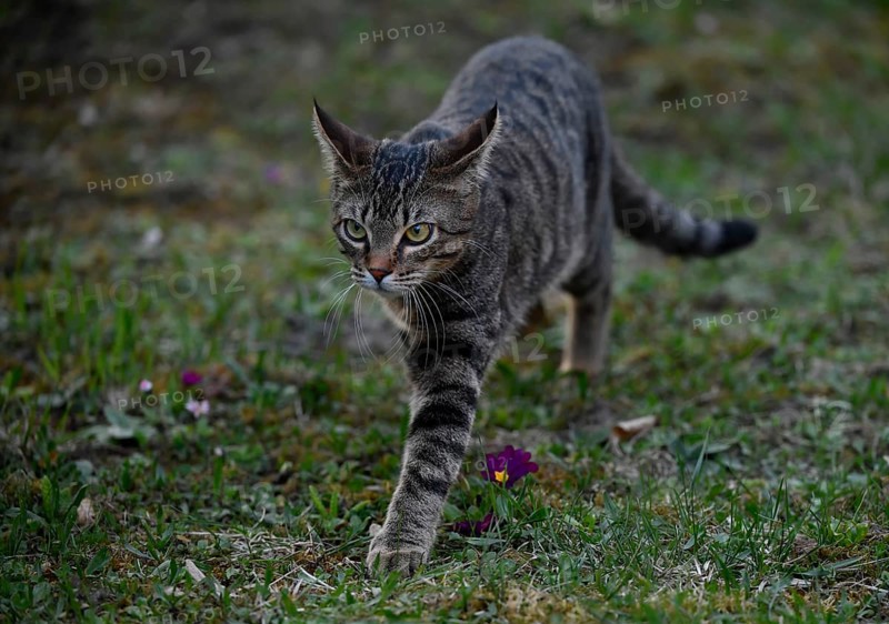 Domestic cat