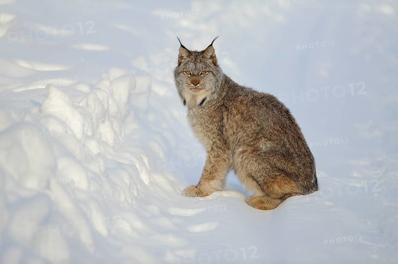 Canada lynx (Lynx canadensis) in winter
