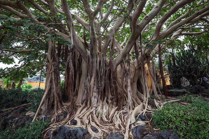 Roots