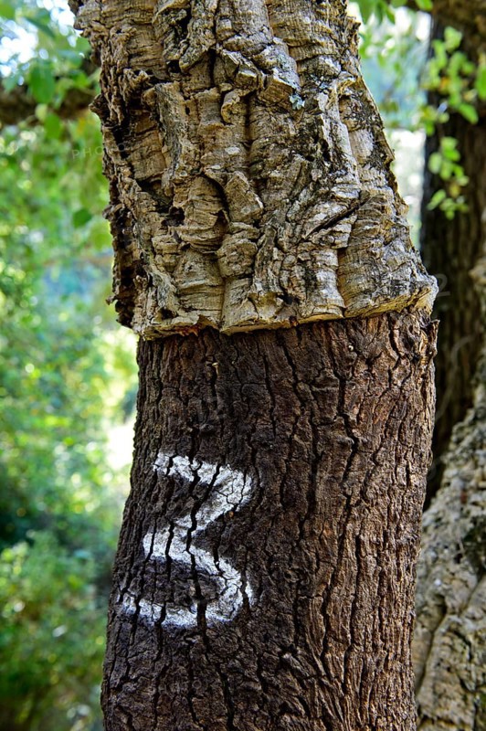 Partially peeled Cork oak (Quercus suber) with year indication of the last peeling