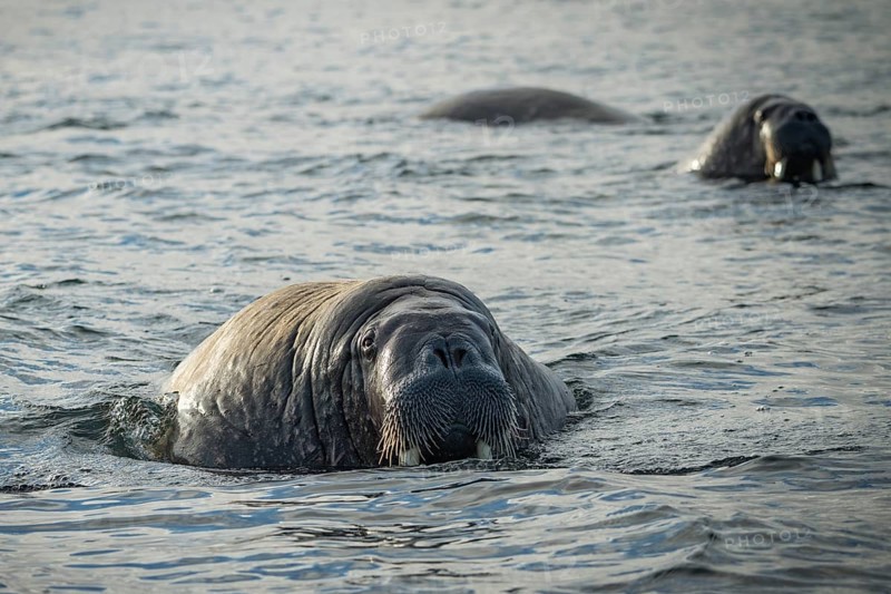 Walruses (Odobenus rosmarus)