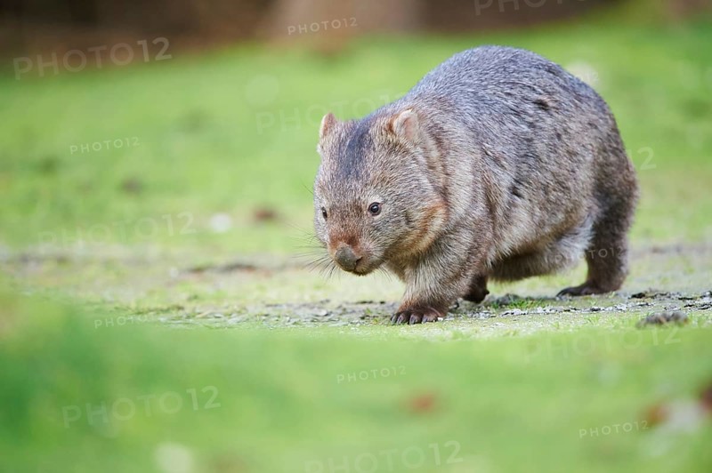 Common wombat (Vombatus ursinus) on a meadow
